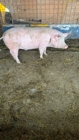 Vând porc marele alb  - imagine 2