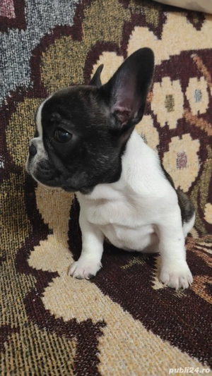 Bulldog francez 11 saptamani