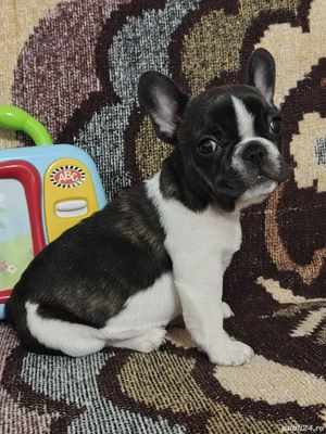 Bulldog francez 11 saptamani - imagine 2