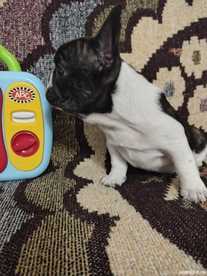 Bulldog francez 11 saptamani - imagine 4