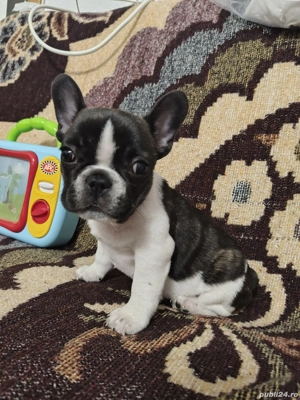 Bulldog francez 11 saptamani - imagine 5