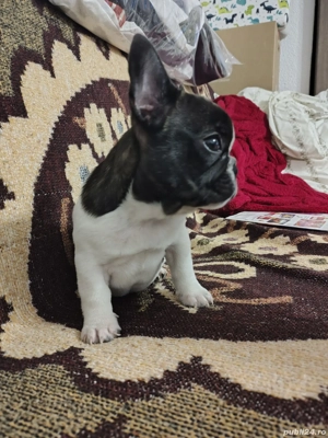 Bulldog francez 11 saptamani - imagine 3