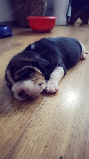 Disponibil 3 cățelușe rasa Beagle Tricolor  - imagine 3