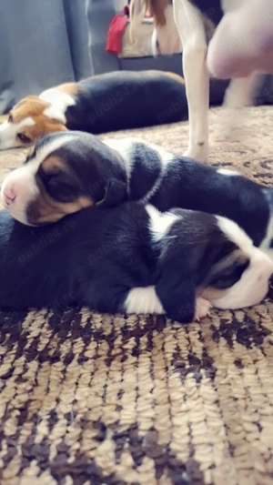 Disponibil 3 cățelușe rasa Beagle Tricolor  - imagine 2