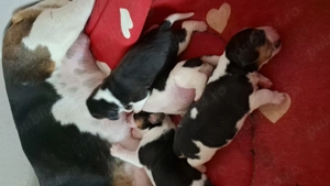 Disponibil 3 cățelușe rasa Beagle Tricolor  - imagine 4
