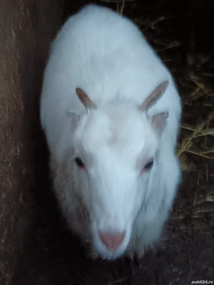 Vând iediță de rasa 