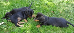 Teckeli frumosi - imagine 2