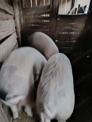 Porci de vânzare 13 lei kg