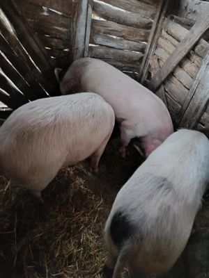 Porci de vânzare 13 lei kg - imagine 3