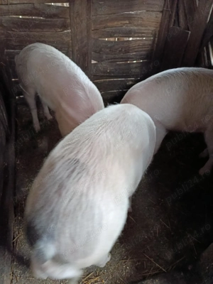 Porci de vânzare 13 lei kg - imagine 2