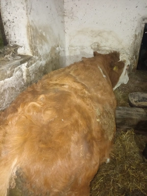 Vând doi viței,angus și bălțat! - imagine 2