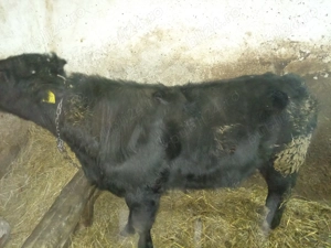 Vând doi viței,angus și bălțat! - imagine 3