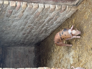 Purcei disponibili rasa de carne duroc cu pietrain