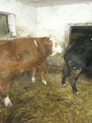 Vând doi viței,angus și bălțat! - imagine 4