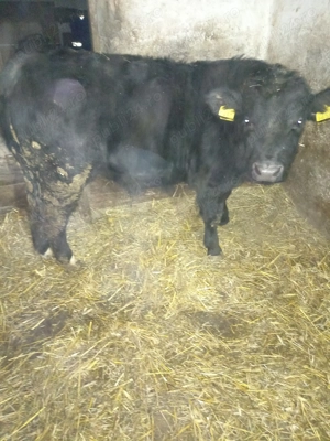 Vând doi viței,angus și bălțat!