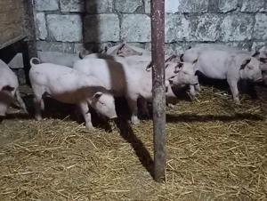 Purcei de vânzare   - imagine 2