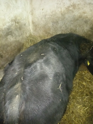 Vând doi viței,angus și bălțat! - imagine 5