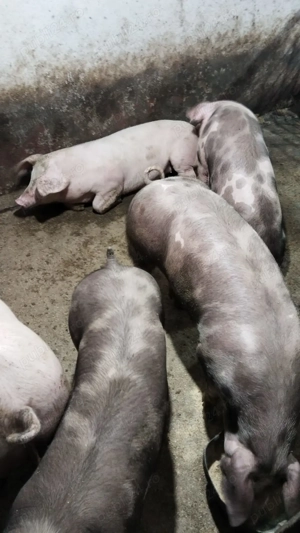 Vând porci  - imagine 2