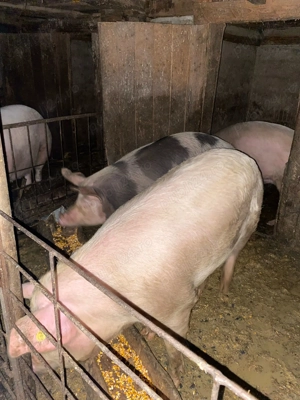 Porci de vânzare 