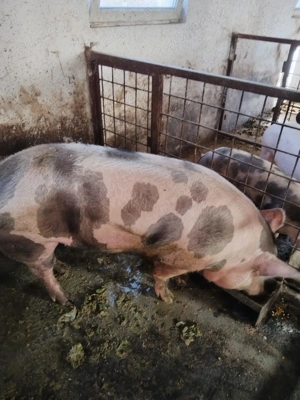 Vând porci  - imagine 3