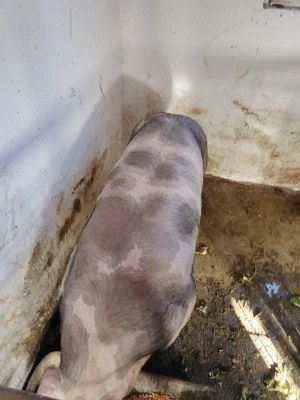 Vând porci  - imagine 4