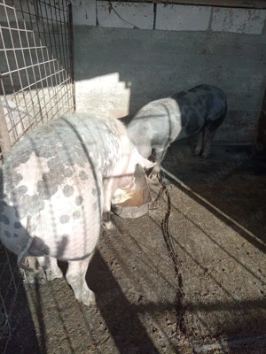 Porci de vanzare