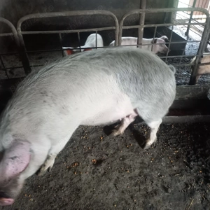 Vand o scrofita 12 ron - imagine 3