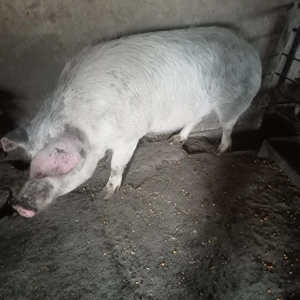 Vand o scrofita in jur la 200 kg crescuta in gospodari proprie cu porumb.tel. 
