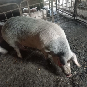 Vand o scrofita 12 ron - imagine 2