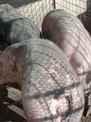 Porci de vanzare - imagine 2