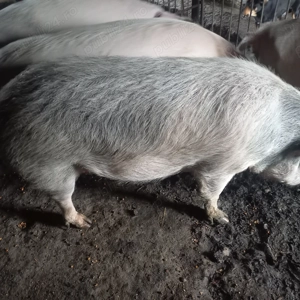 Vand o scrofita in jur la 200 kg crescuta in gospodari proprie cu porumb.tel.  - imagine 5