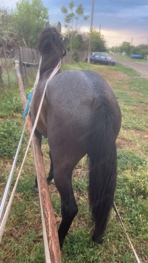 Vand noatina de un an si 5 luni - imagine 3