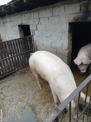 Porci de carne pietran încrucisat cu landras 120...150kg