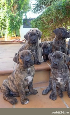 Presa Canario fete și băieți 