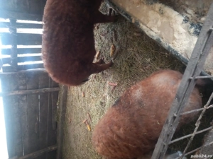 mangalita de sacrificat sau monta  - imagine 4