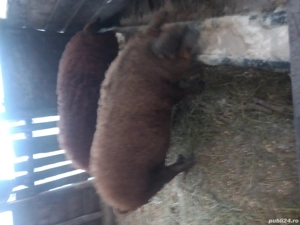 mangalita de sacrificat sau monta  - imagine 3