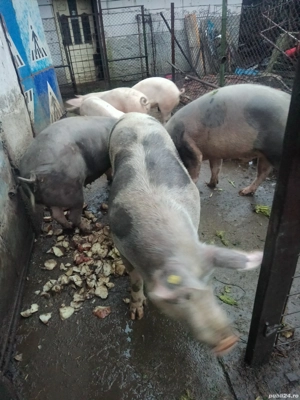 vând porci - imagine 4