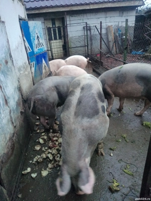 vând porci - imagine 5