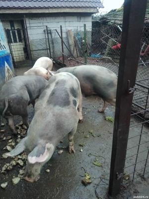 vând porci - imagine 3