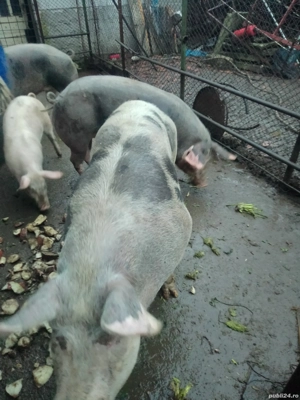 vând porci - imagine 2