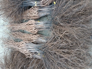 Vând butasi viat de vie altoita - imagine 5