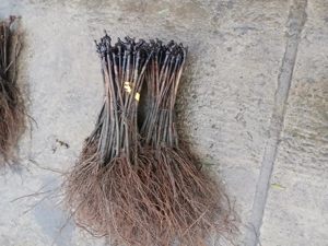 Vând butasi viat de vie altoita - imagine 4