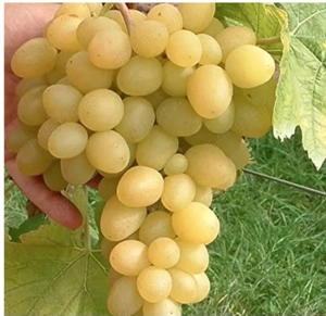 Vând butasi viat de vie altoita - imagine 3