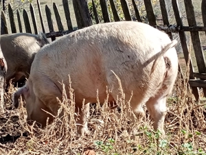 Porci de vanzare - imagine 4