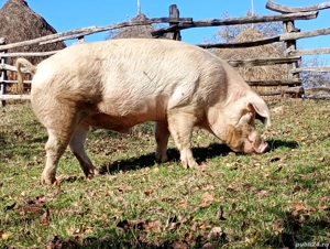 Porci de vanzare - imagine 5