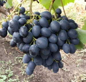 Vând butasi viat de vie altoita - imagine 7