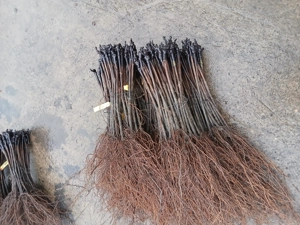 Vând butasi viat de vie altoita - imagine 9