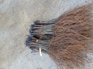 Vând butasi viat de vie altoita - imagine 10