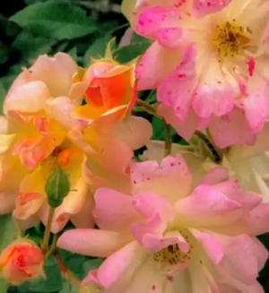 Îngrijitoare Bătrâni Germania cu Contract de Muncă în România - imagine 2