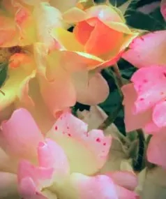 Îngrijitoare Bătrâni Germania cu Contract de Muncă în România - imagine 3